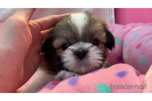 成約済の東京都のシーズー-177671